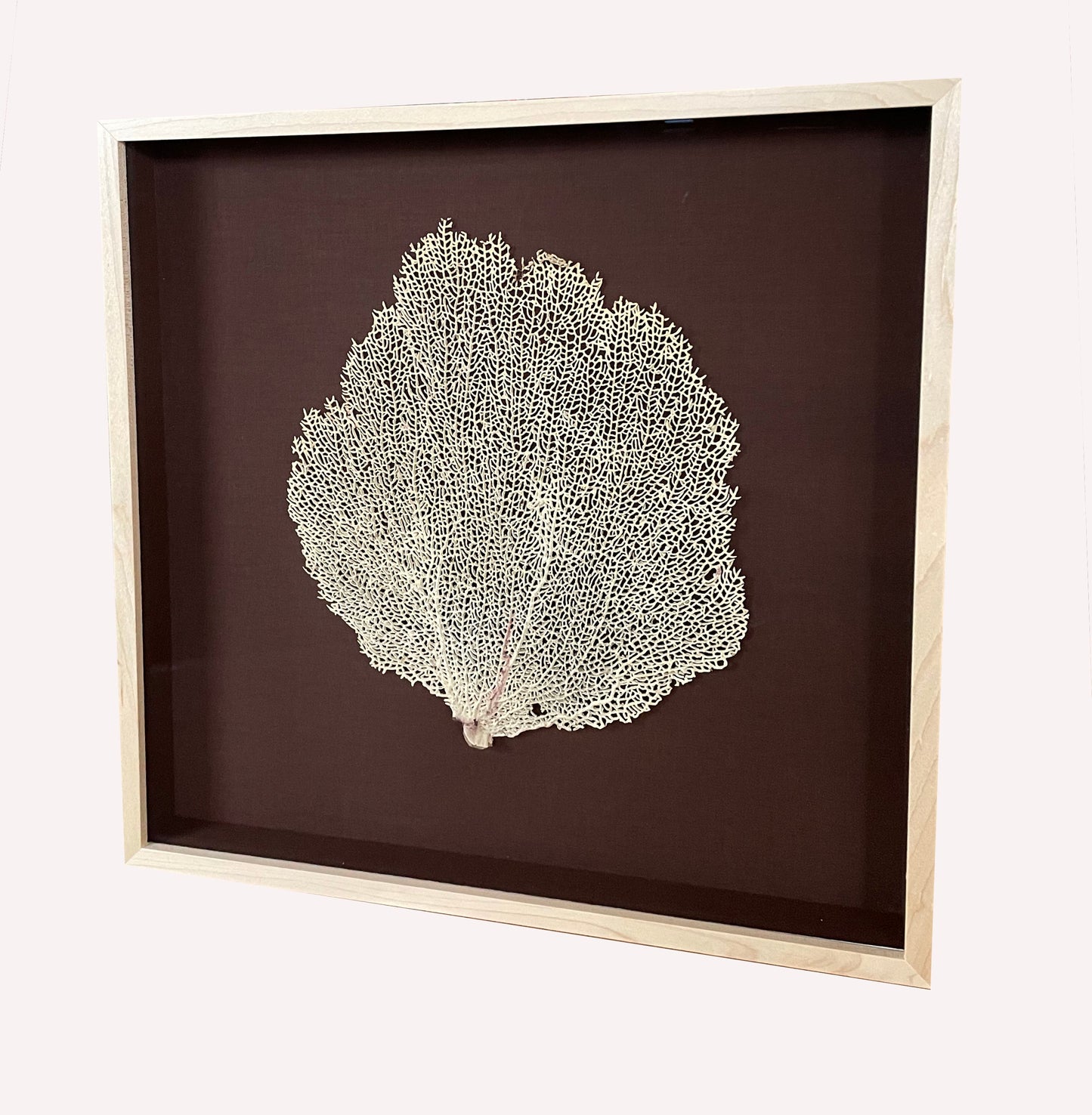 Sea Fan Shadowbox 2