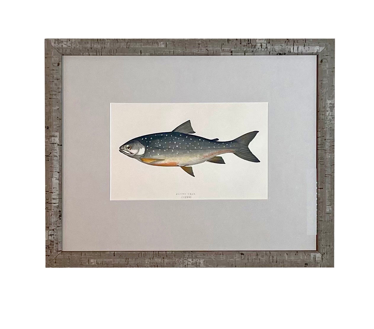 Antique Fish Print #4