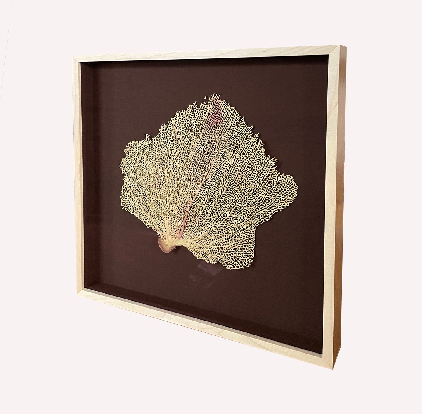 Sea Fan Shadowbox 1