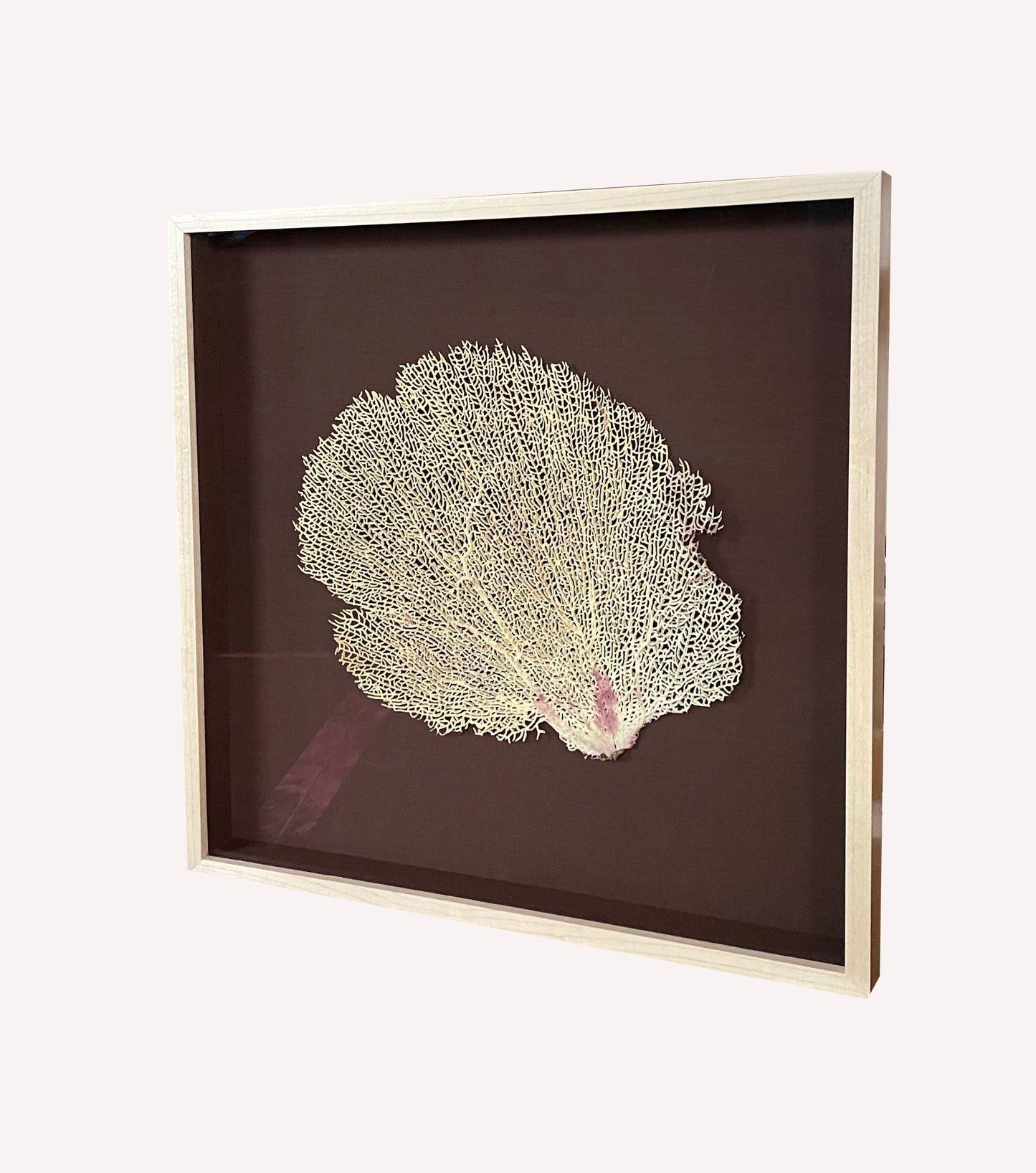 Sea Fan Shadowbox 3