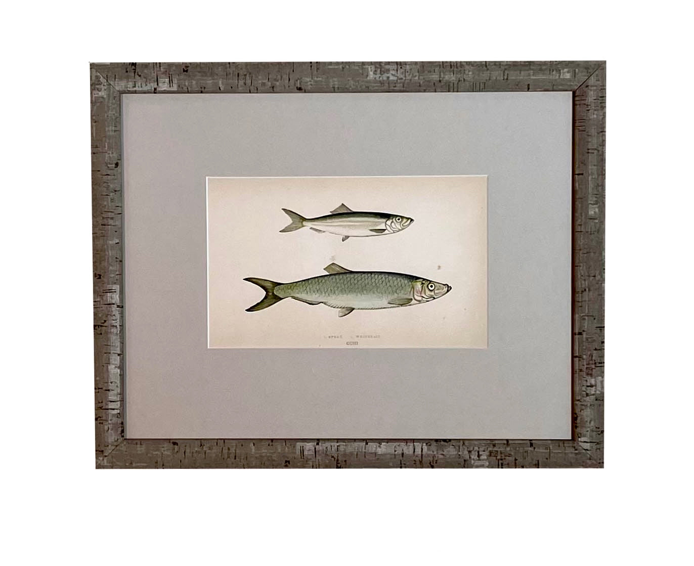Antique Fish Print #3