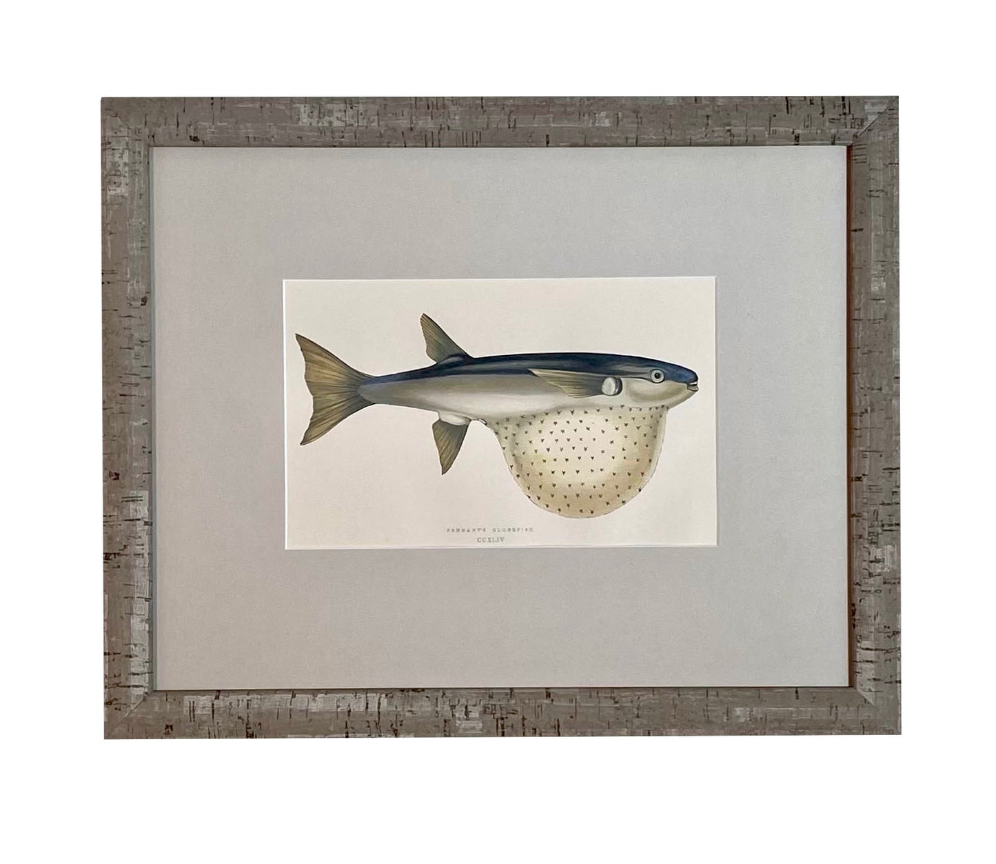 Antique Fish Print #1