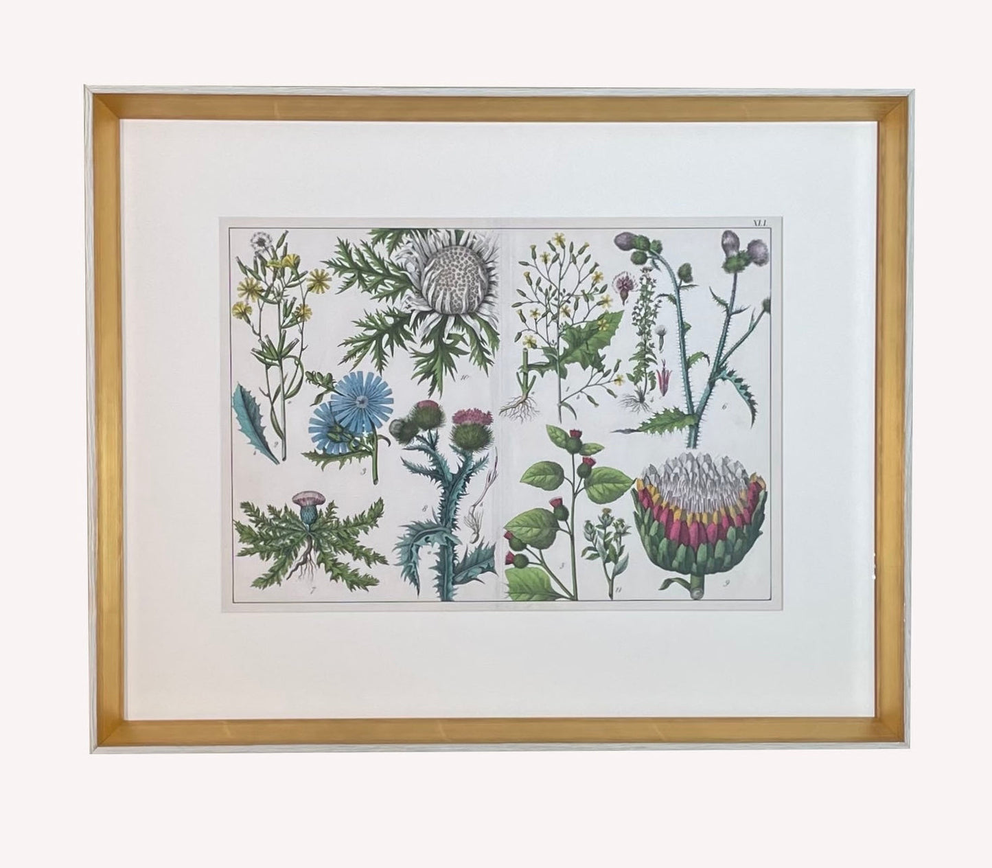 Antique Flora Print #4
