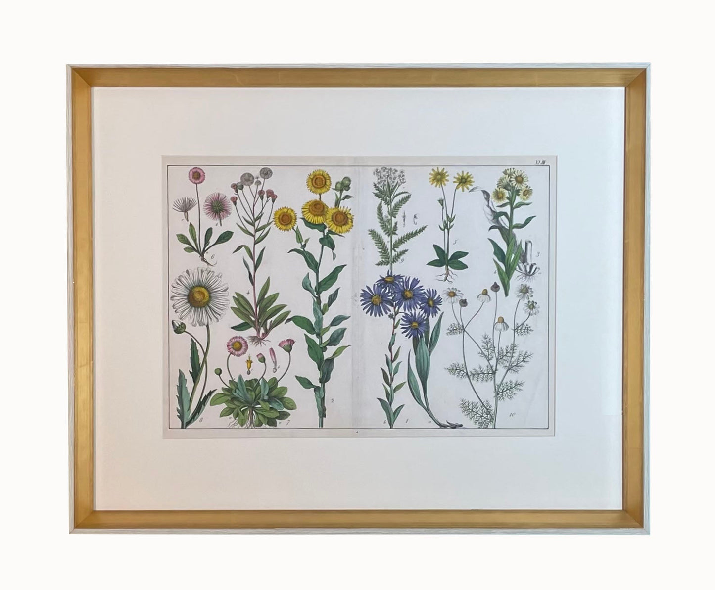 Antique Flora Print #2