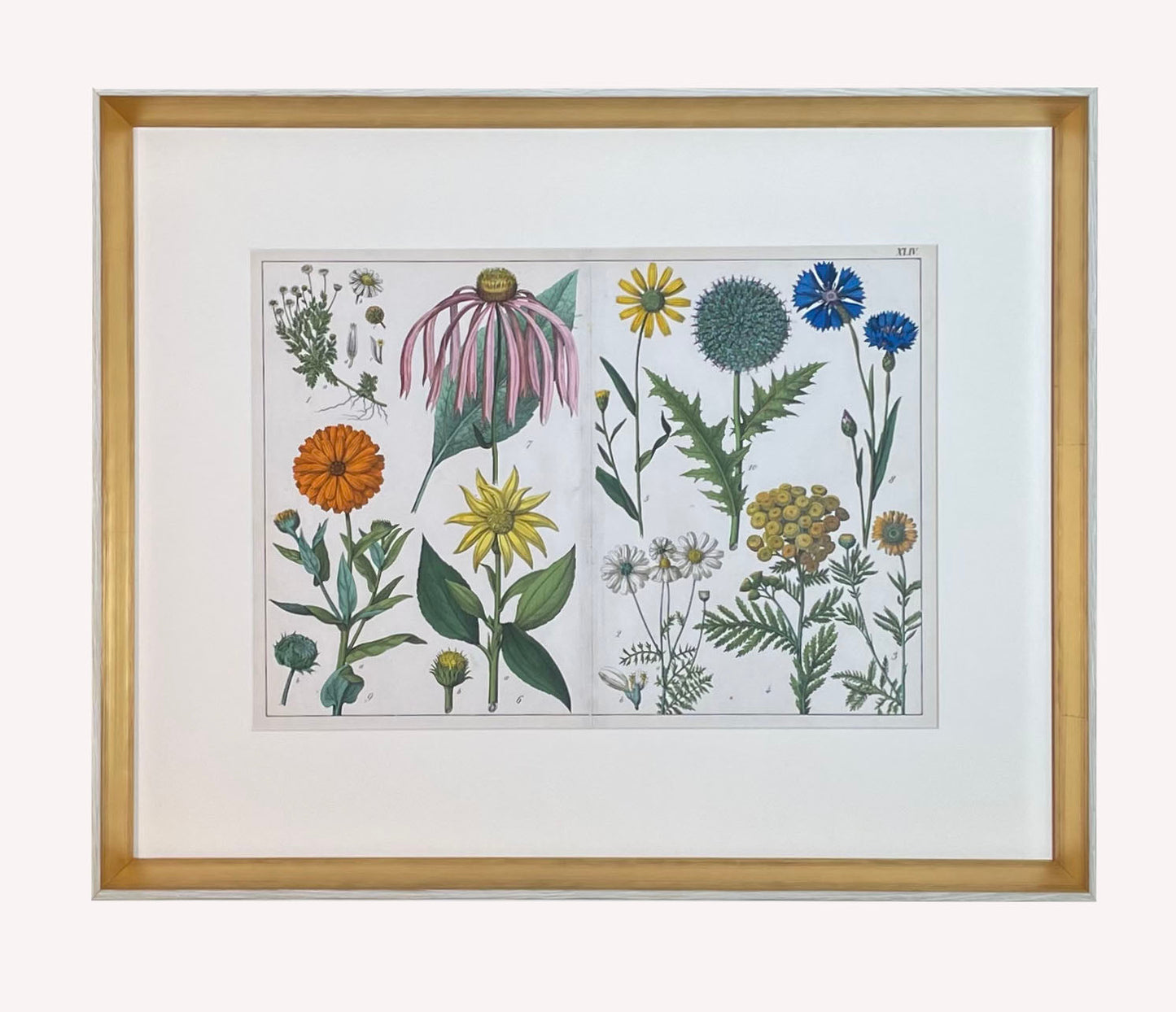 Antique Flora Print #3