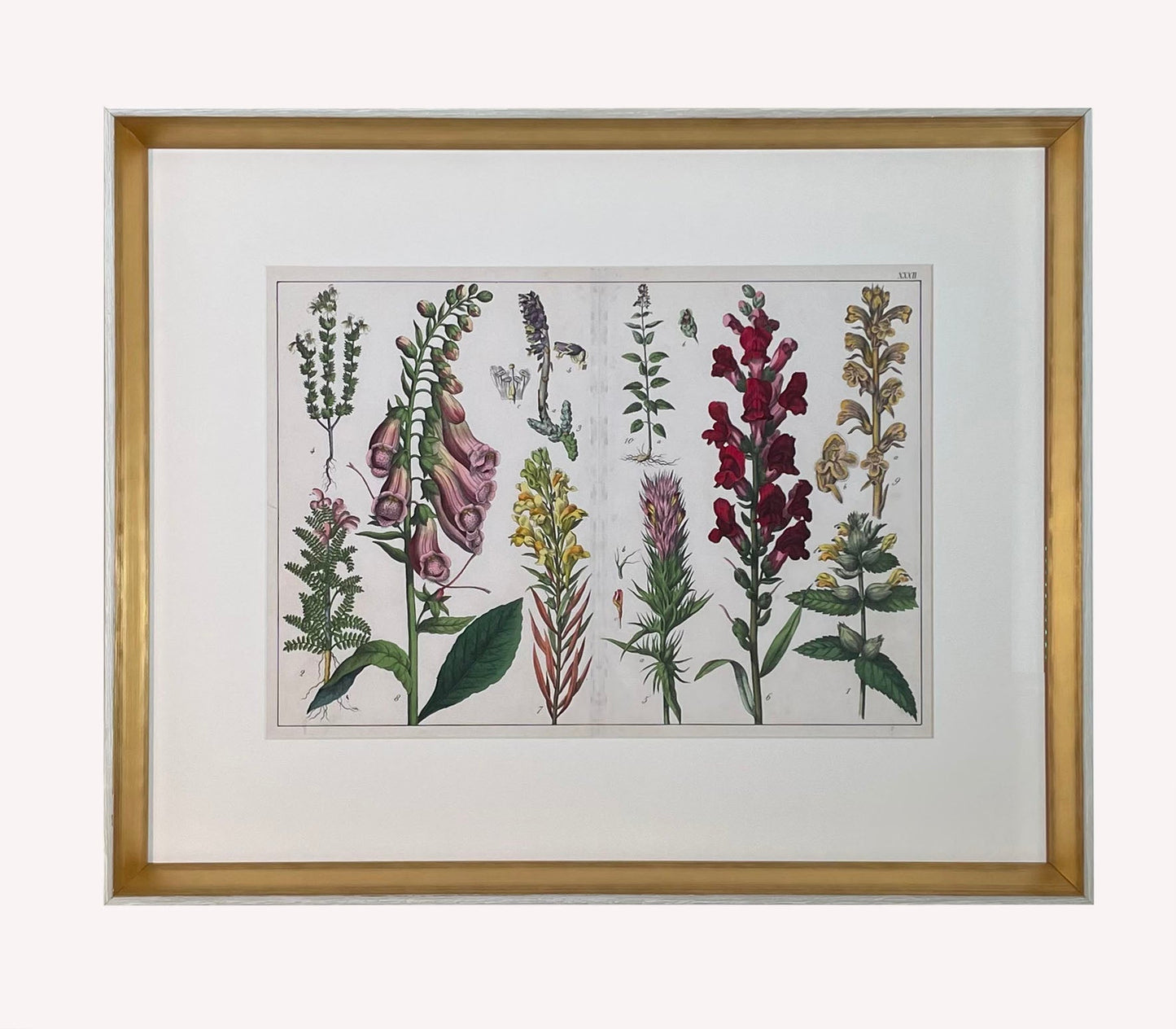 Antique Flora Print #1