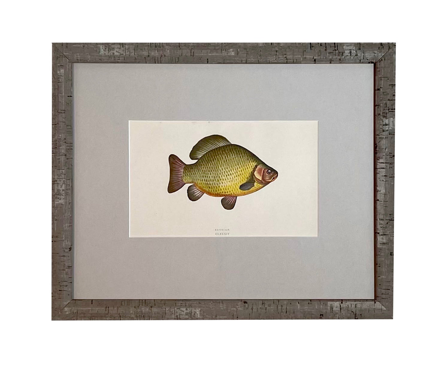 Antique Fish Print #2