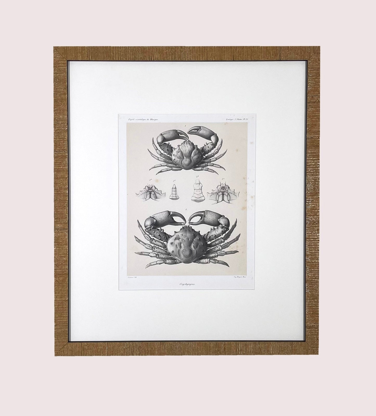 Crabs, 1880 Voyage Au Mexique