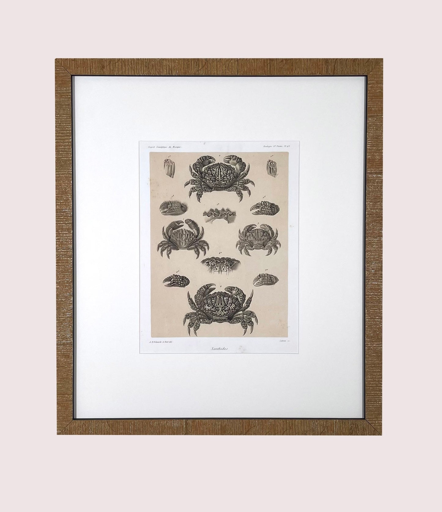 Crabs, 1880 Voyage Au Mexique