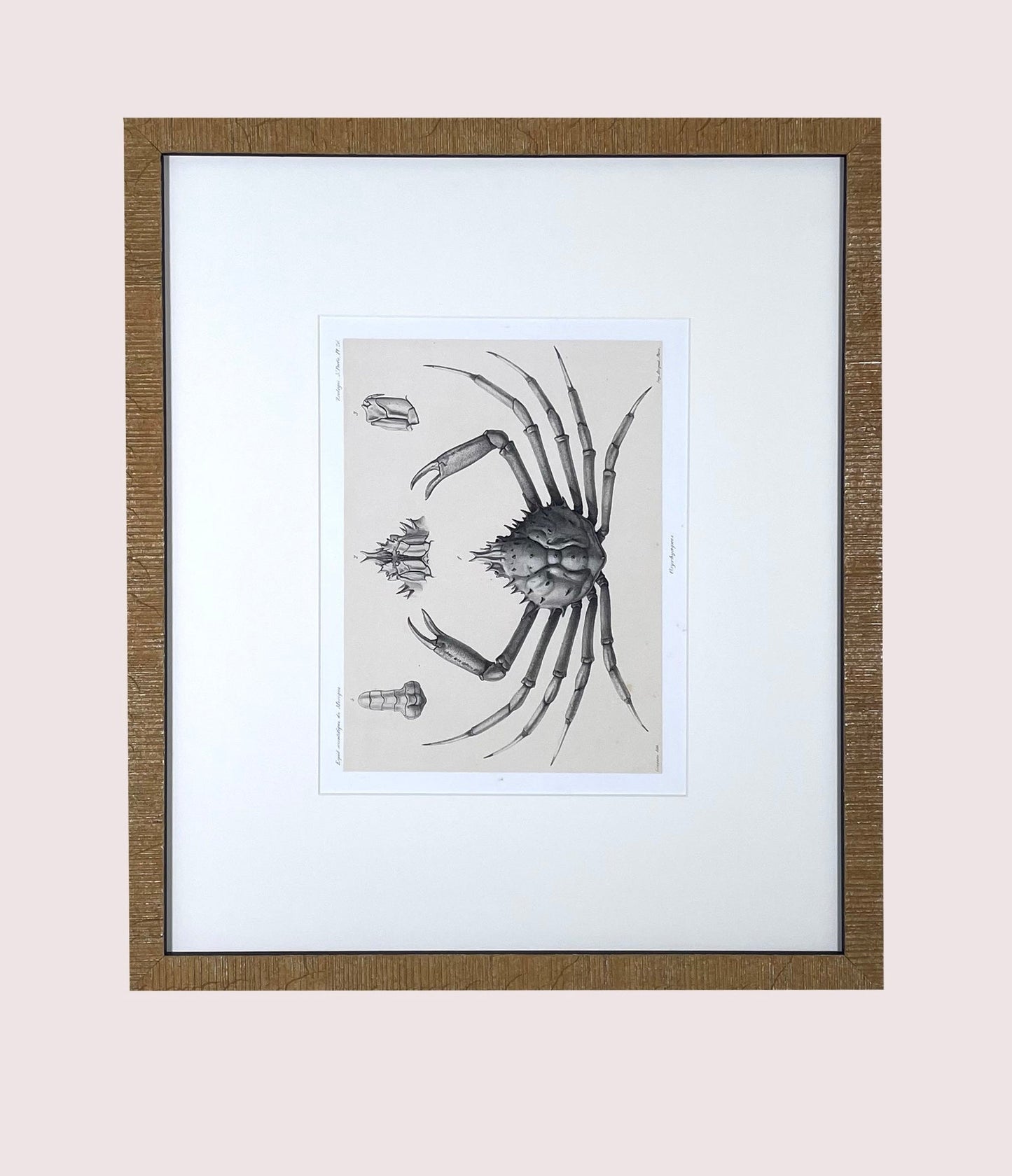 Crabs, 1880 Voyage Au Mexique
