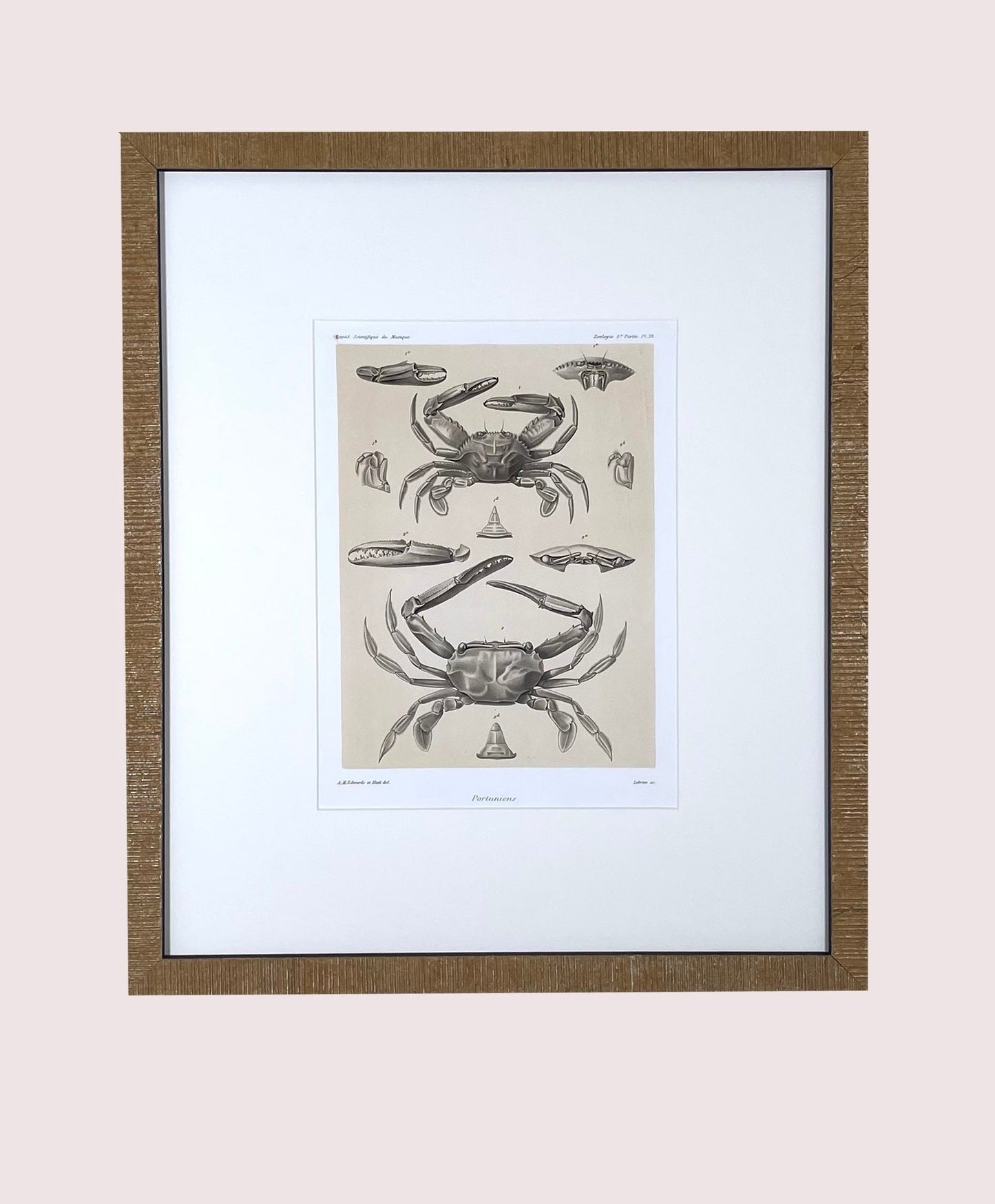 Crabs, 1880 Voyage Au Mexique