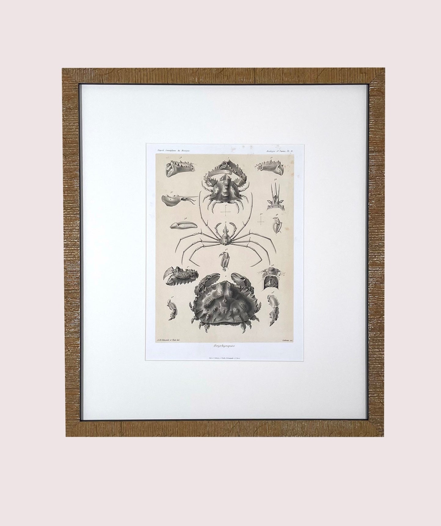 Crabs, 1880 Voyage Au Mexique
