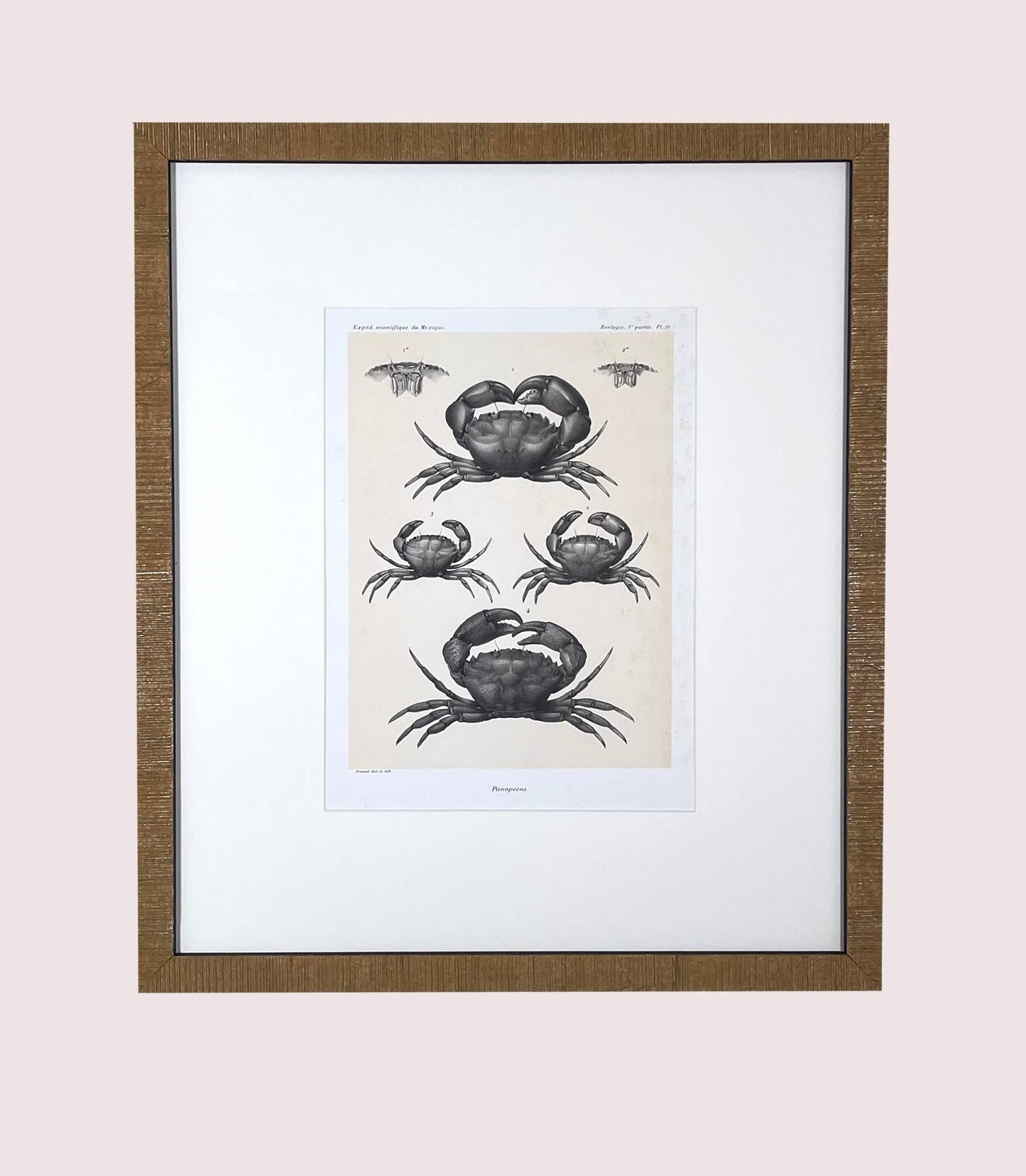Crabs, 1880 Voyage Au Mexique