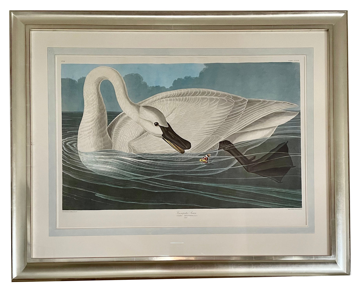 Audubon Trumpeter Swan by