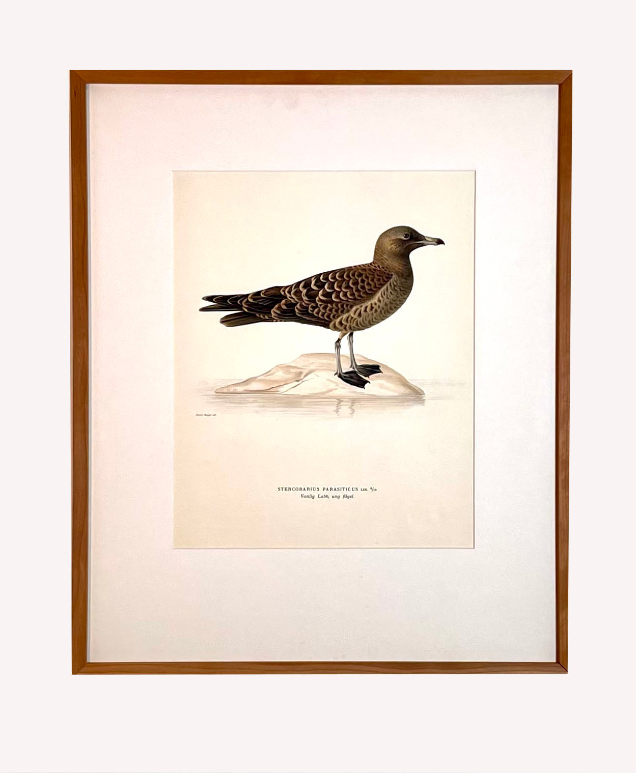Antique Bird Print #3